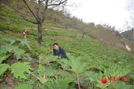 康县马守红：“山里娃”的致富路图片