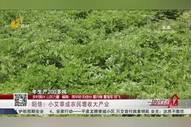 闲置土地种艾草，企业回收做艾柱，村民家门口就业实现致富增收视频封面
