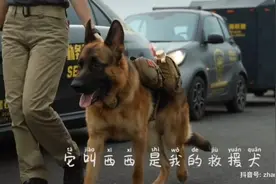 紧急搜寻！曾拯救过8个人的成都救援犬“西西”失踪，引发数百万网友关注图片