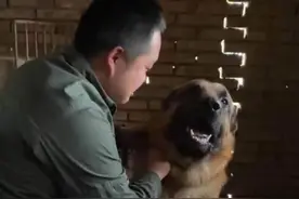 成都丢失搜救犬西西找到了！被好心人收留在猪圈图片
