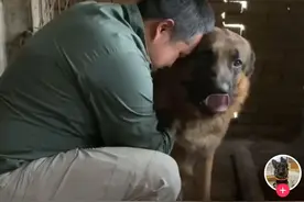 失踪的成都网红救援犬“西西”终于找到了！被栓在猪圈里图片