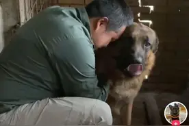 失踪的成都网红救援犬“西西”终于找到了！被栓在猪圈里图片