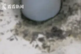 恶臭、满地垃圾……出租不到三个月，房东收回时差点进不去了图片