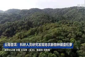 云南普洱：科研人员研究发现地衣新物种磺盘松萝视频封面
