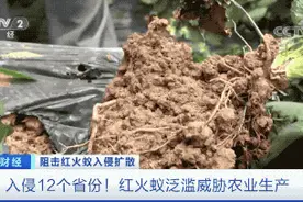 红火蚁已扩散至我国12个省份！在我国没有天敌，严重威胁农业生产图片