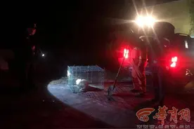 猪獾凌晨误闯村民家 西安民警与秦岭保护人员连夜驱车将其放生图片