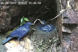 鸟妈妈叼来小蛇喂宝宝 大蛇把一窝小鸟全吃了 蛇真的会复仇吗？图片