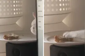 猫咪从屏幕后伸出爪子偷走主人吃剩的三明治图片