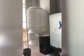 小猫咪能有什么坏心思？猫咪从屏幕后伸出爪子偷走主人吃剩的三明治图片