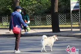 网络直播要纳税、外出遛狗不栓绳违法……5月这些新规不得不知图片