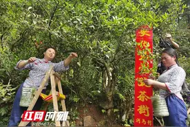 安化：在树上采茶，你见过吗？图片