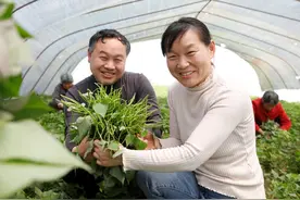 河南尉氏：小小红薯苗 致富大产业图片