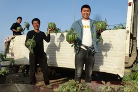 图说周口｜沈丘县：订单小西瓜乡村大产业图片