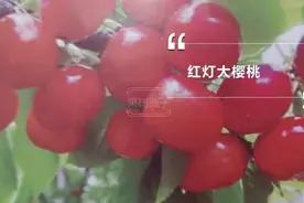搞懂18个车厘子品种！专业又通俗图片