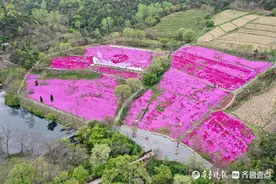 烟台昆嵛山芝樱花漫山红透，开成花海，快来打卡吧图片