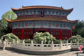 山西古县千年牡丹花开千朵 游客争睹花容纷纷留念图片