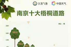 南京梧桐最多十大路段出炉！这些地方是“飘絮烦恼”的“重灾区”图片