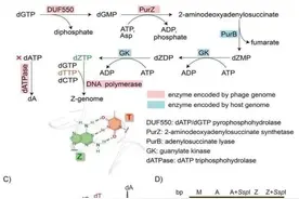 重磅！科学家发现特殊DNA的合成机制图片