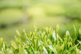绿茶白莲花是侮辱性用语吗？长沙中院：是图片