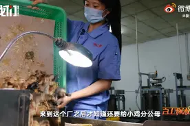 小鸡性别鉴定师月入过万：一天能鉴别约12000只图片