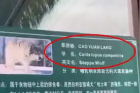 宝鸡一动物园草原狼发出“汪汪”叫声，园方：确为狼视频封面