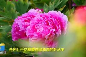 44秒丨大饱眼福！泰安这里有10大花系近800株珍贵品种牡丹图片