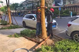 上海雷电大风冰雹齐下，行道树被吹倒压坏路边车辆视频封面
