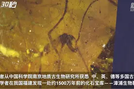 30秒 | 科学家发现1500万年前的化石宝库视频封面