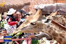 「山东新闻联播」齐河欧乐堡动物王国游客量剧增 来看长颈鹿的“重口味”营养餐图片