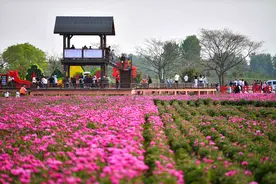 亳州：游人赏花图片