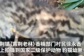 太太太萌了！四川村民拍到初生豹猫幼崽，网友：确定不是小奶猫吗？图片