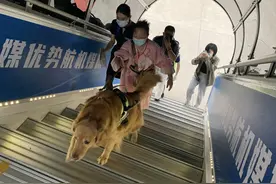 东海航空迎来特殊“旅客”，导盲犬陪伴主人乘机出行图片