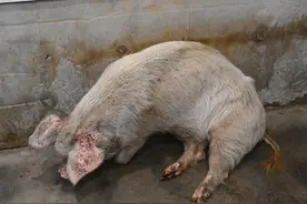 成都：探访14岁“猪坚强”起身艰难需人类拉扶才可站立图片