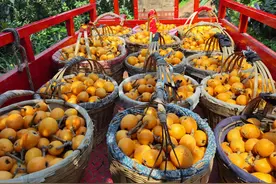 仁寿文宫5万亩枇杷熟了 种植历史已逾百年｜寻味乡村里的四川图片