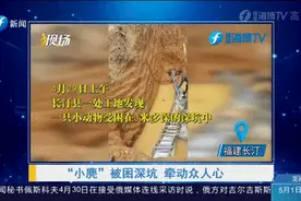被救助的"小麂"知感恩，这一回眸感动了护林员的心……图片