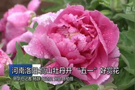河南洛阳：高山牡丹开 “五一”好赏花视频封面