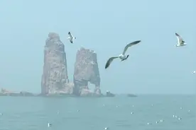 79秒｜五一海上游 走进长岛与海鸥“零距离”接触图片