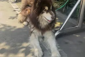 谁家阿拉斯加犬丢啦？派出所快养不起了图片