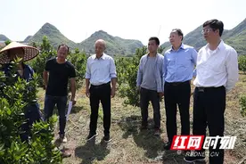 江华：罗建华调研黄龙病防治工作图片