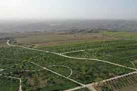 洪洞赵城牡丹园 竞相开放迎游客图片