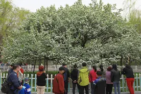 哈尔滨：135岁古梨树进入盛花期图片