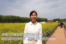 京西200亩油菜花海等你来打卡视频封面
