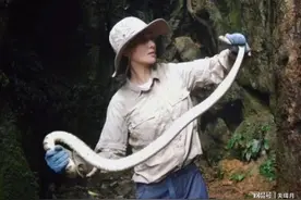 张馨予徒手抓巨蛇！遭蜷曲缠手「近距离狂吐蛇信」　4眼对望惊呆图片