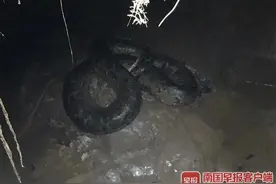 广西一农家乐惊现30公斤大蟒蛇！抓捕时，它突然“醒”了图片