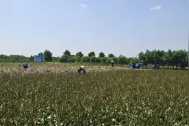 走进新干车前子药材基地：道地中药材助力汇仁高品质铸造图片