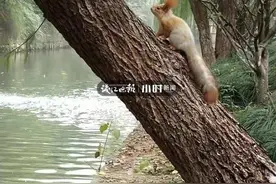 睡不着啊，杭州一小区夜半老能听见怪叫，谜底揭开竟和爱情有关图片