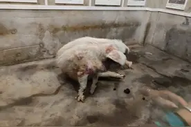 “猪坚强”现状如何？“活一两个月没问题，不会考虑安乐死”图片