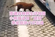 小熊猫溜上大巴被抓，表情亮了，网友的回应也亮了图片