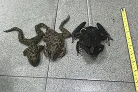这种蛙别碰！男子在一水沟捉了3只蛙，结果摊上大事了图片