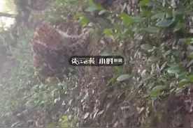 杭州野生动物世界金钱豹外逃事件后续：联合调查组已入驻，将彻查金钱豹外逃原因图片
